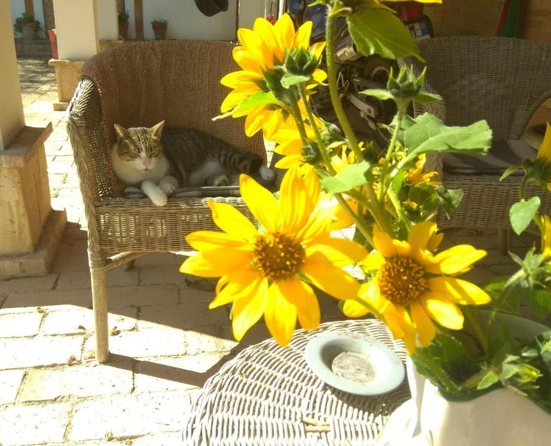 Barbagianni Villa Senigallia Luaran gambar
